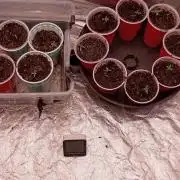 AdirondackGrown