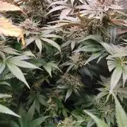 Erntedankfest 1
