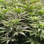 Erntedankfest 1