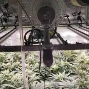 Erntedankfest 1