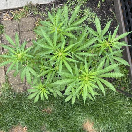 First Grow!!!! (Outdoor)