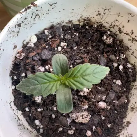 First Grow!!!! (Outdoor)