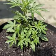 First Grow!!!! (Outdoor)