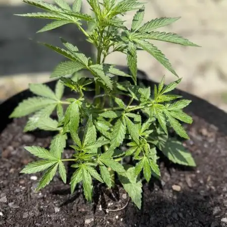 First Grow!!!! (Outdoor)
