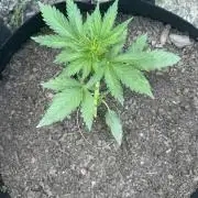 First Grow!!!! (Outdoor)
