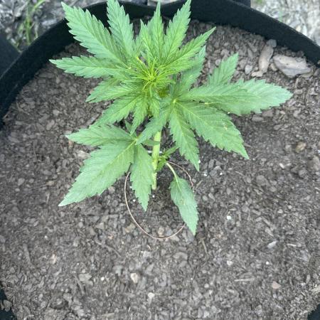 First Grow!!!! (Outdoor)