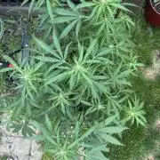 First Grow!!!! (Outdoor)