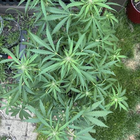 First Grow!!!! (Outdoor)