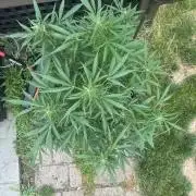 First Grow!!!! (Outdoor)