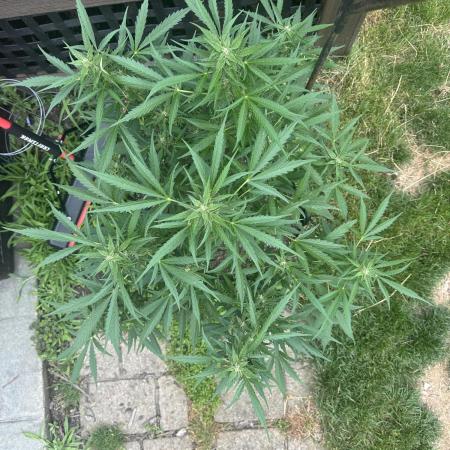 First Grow!!!! (Outdoor)