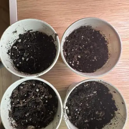 First Grow!!!! (Outdoor)