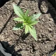 First Grow!!!! (Outdoor)