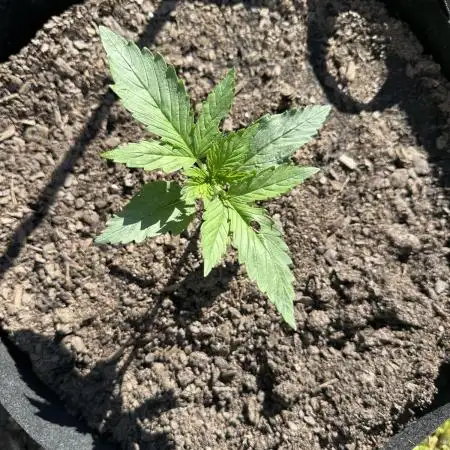 First Grow!!!! (Outdoor)