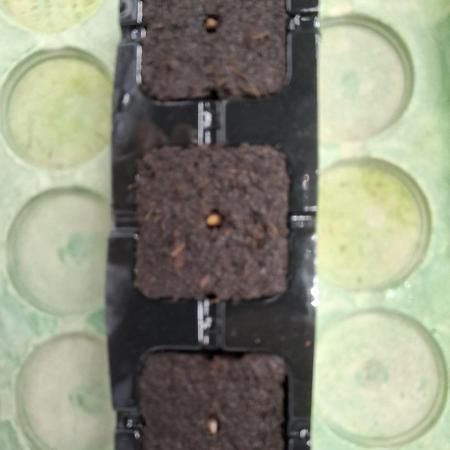 Grow 1