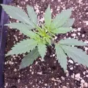 Grow 1