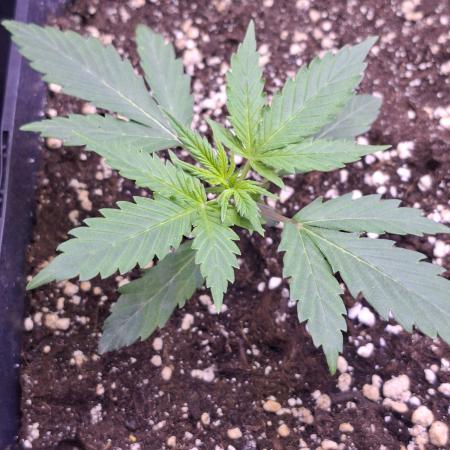 Grow 1