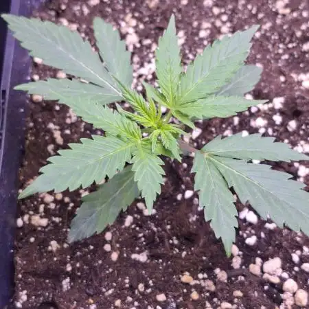 Grow 1