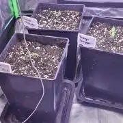 Grow 1