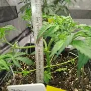 4 Strains im Test