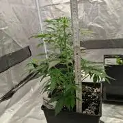 4 Strains im Test
