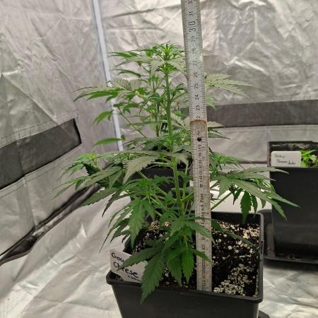 4 Strains im Test