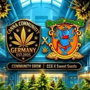 Sweet Seed's Run