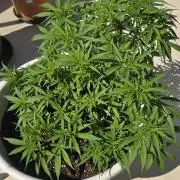 Gorilla glue faster LST