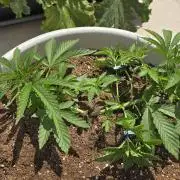 Oreoz doble seed!!