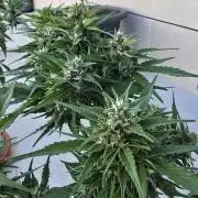 London cheese and magnum auto outdoor