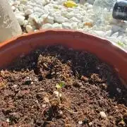 Oreoz doble seed!!