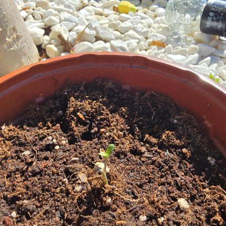 Oreoz doble seed!!