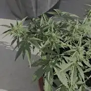 M.A.C auto Xxl exterior