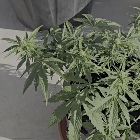 M.A.C auto Xxl exterior
