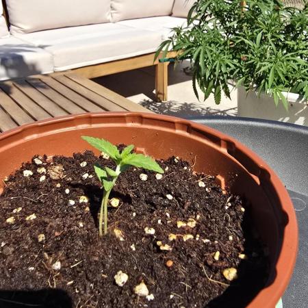 Oreoz doble seed!!