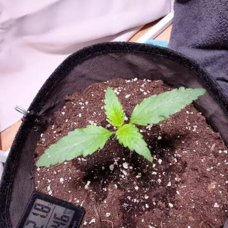 CBD Lemon Potion Auto [Second Grow]