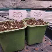 Mimosa x orange punch 2x