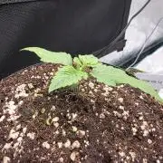 Mimosa x orange punch 2x