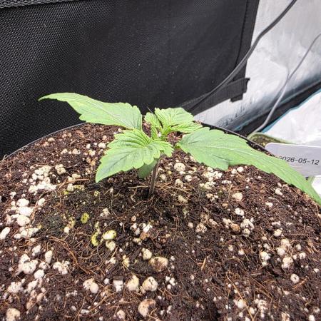 Mimosa x orange punch 2x