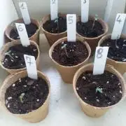 Joemi GROW