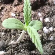 Gamarjoba Megogrebo