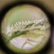 Gamarjoba Megogrebo