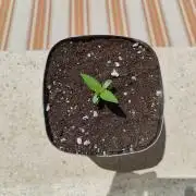 strawberry banana ! Moby dick ! outdoor