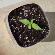 strawberry banana ! Moby dick ! outdoor