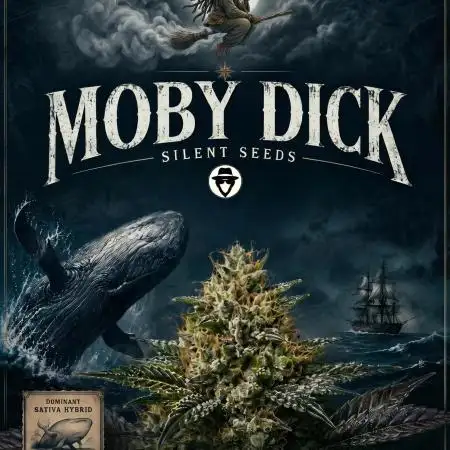Moby dick! outdoor Silent Seeds(dinafem)