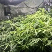 White Widow - 14 May 2026