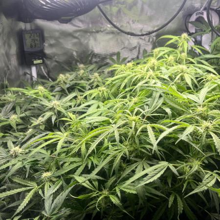 White Widow - 14 May 2026