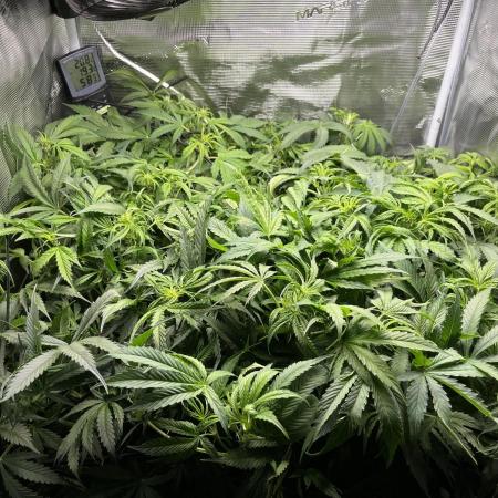 White Widow - 14 May 2026