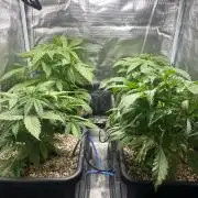 White Widow - 14 May 2026