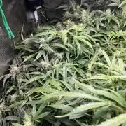 White Widow - 14 May 2026