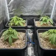 White Widow - 14 May 2026